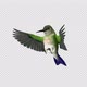 Sunangel Hummingbird - Feeding Loop - Side Angle CU - Alpha Channel - VideoHive Item for Sale
