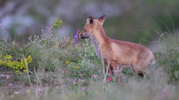 Young fox in the grass. Vulpes vulpes