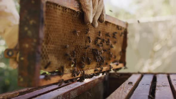 Hands of beekeeper in protective clothing inspecting honeycomb frame from a beehive alt