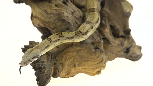 Columbian Boa or Boa Constrictor Imperator on Wooden Snag Isolated in White alt