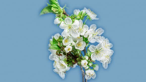 White Flowers of Cherry Blossom on a Cherry Tree Branch Close up. Creative Time Lapse Video alt
