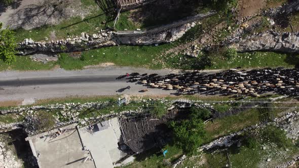 Drone Image Nomadic Shepherd Goats alt