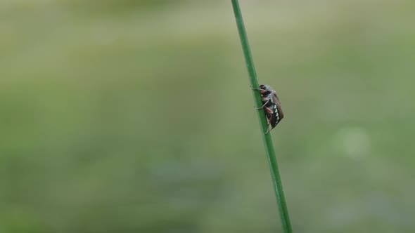 Beetle On The Grass