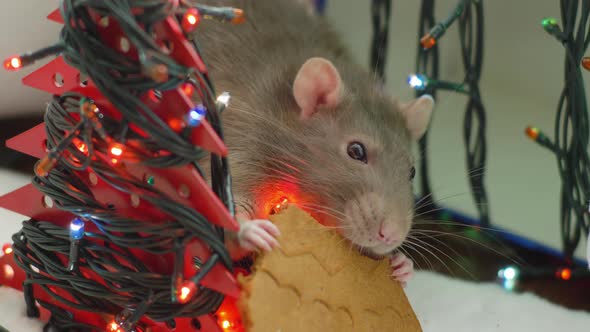 Cute Rat Eating Cookie. Symbol of New Year