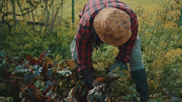 African Farmer Harvesting Beetroot. Taking Out Vegetables From the Soil alt