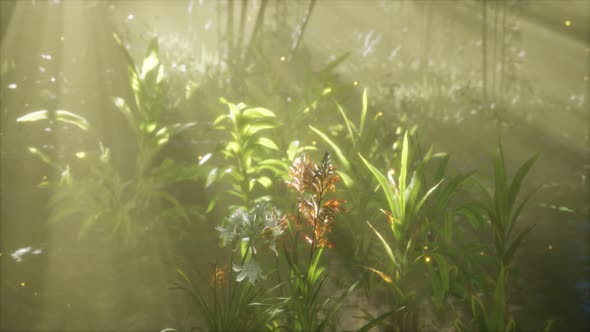 Fog Over the River in the Early Morning on an Summer Day alt