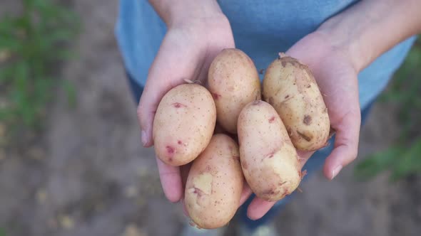 Female Gardener or Farmer Showing Potatoes in Her Hands Close Up