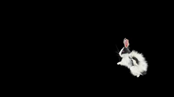 59 Rabbit Front Flip HD alt