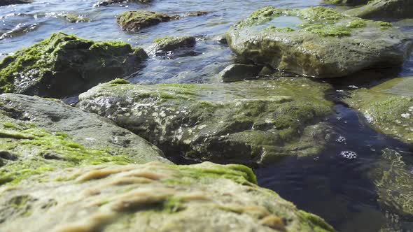 Large Stones on the Shore in Seaweed 