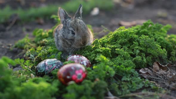 Brown Easter Bunny Eating a Dandelion Sitting Near Easter Eggs alt