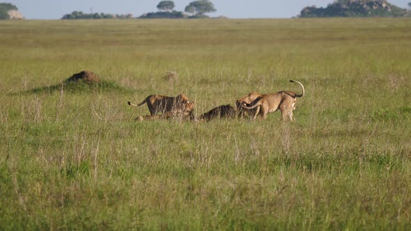 Pride Of Lions Eating Caught Prey In The African Savanna Wildlife Of Reservation alt