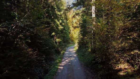 Hiking Path Through a Forest on a Sunny Day - Pure Nature