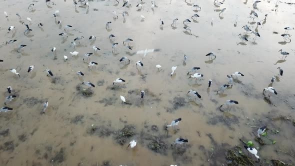 Fly over the habitat of Asian openbill in wetland alt