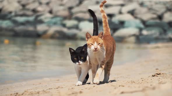 Two Cats in Love Walk Along the Beach