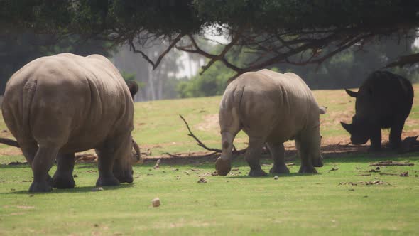 Herd of rhinos walking on a grassy field