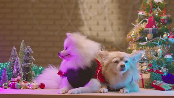 two friend dog chihuahua and pomeranian lap dog sit relax with christmas tree