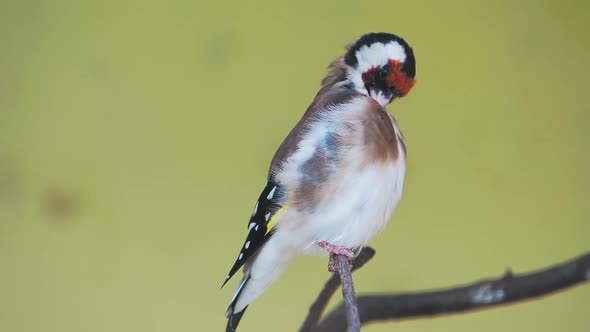 European Goldfinch or Goldfinch, Carduelis Carduelis. Small Passerine Bird. alt