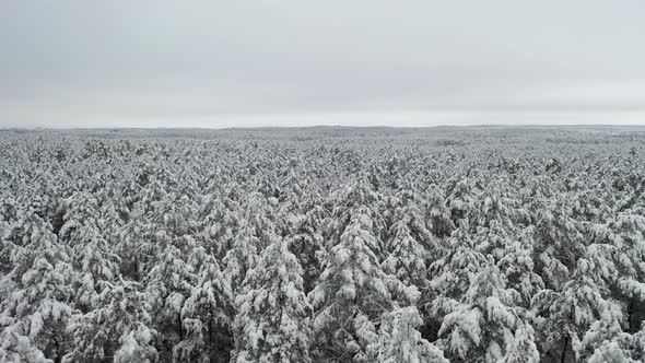 AERIAL: Beautiful Shot of Majestic and Massive Forest of Pines Covered in Snow in Winter alt