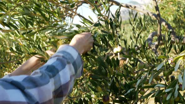 Picking Olives From Tree On Sunny Day Close Up 4