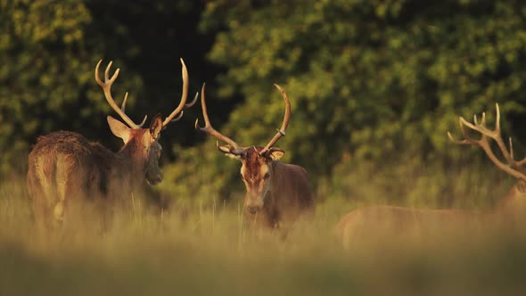 Herd of Male Red Deer Stags (cervus elaphus) during deer rut at sunset in beautiful golden sun light alt
