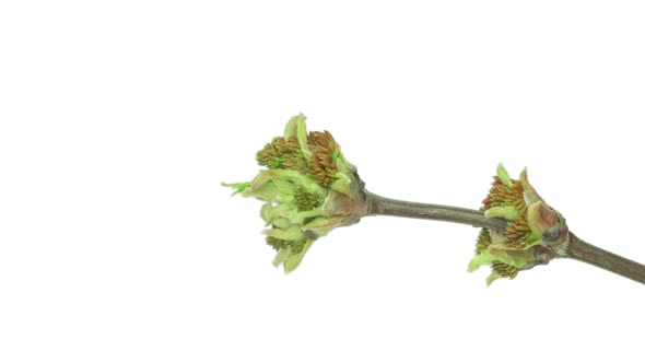 Time-Lapse Of Box Elder Flowering In ProRes With Alpha Channel