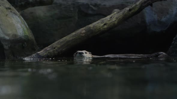 otter swimming at water level slow motion alt