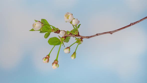Time Lapse of Blooming Cherry Flowers alt