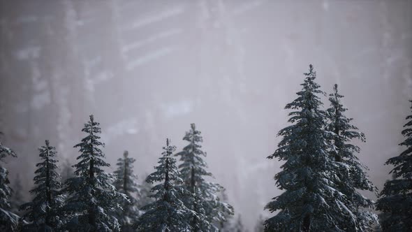 Winter Snow Covered Cone Trees on Mountainside alt