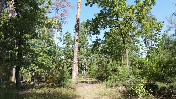 Slow Motion View of Green Forest By Day alt
