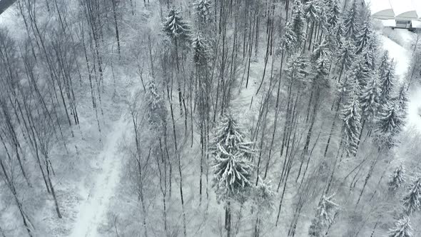 Top down shot - Beautiful aerial footage of trees covered with snow and  a look up shot at a winter alt