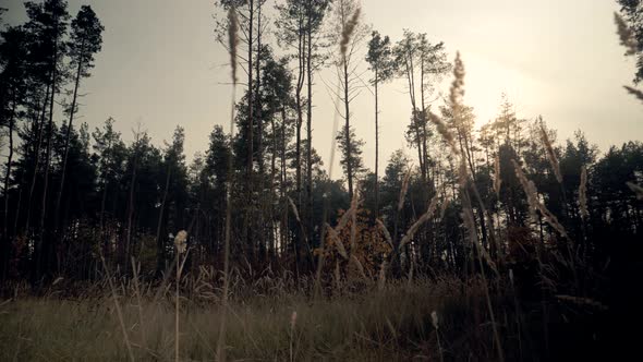 Grass Sway In Autumn Forest. Walk Through Forest With Swaying Spikelet Of Grass. alt