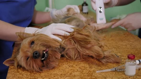 A Nurse Shaves the Paw of a Small Dog in a Veterinary Clinic Before Surgery alt
