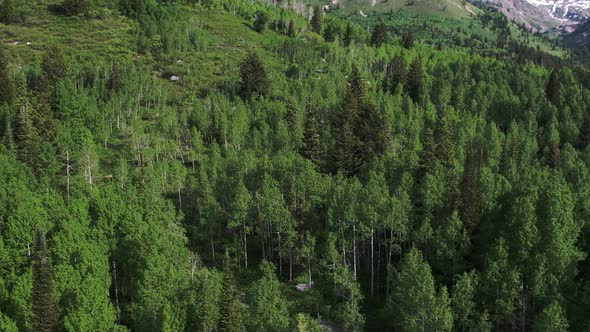 Aerial panning view of aspen and pine trees in a green forest. alt