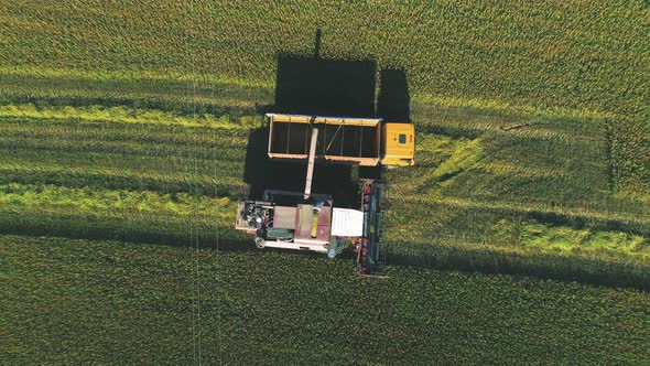 The Combine Harvester Unloads Wheat Into the Body of the Lorry alt