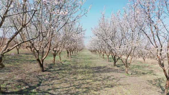 Through Alley of Blooming Almond Trees Withpink Flowers at Strong Wind During Springtime in Moldova