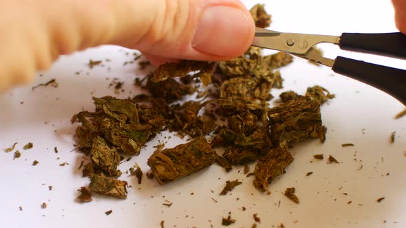 The Hemp Is Cut with Scissors. Preparing Cannabis for Consumption alt