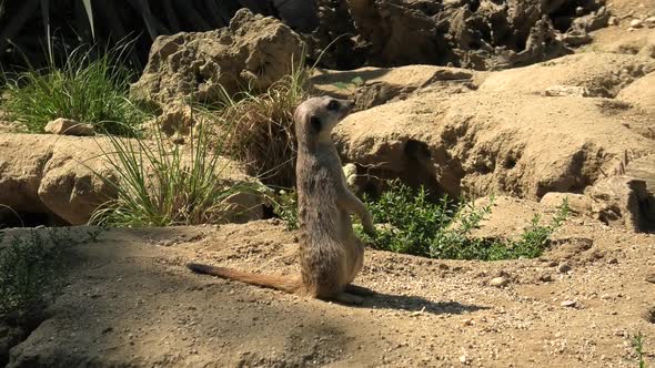 Meerkat or Suricate on Sand Background alt