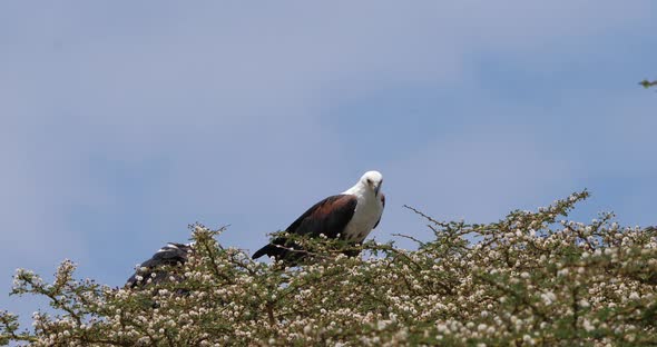 African Fish-Eagle, haliaeetus vocifer, Pair at the top of the Tree, Naivasha Lake in Kenya alt