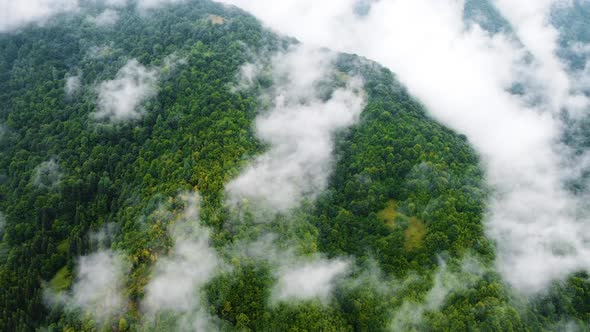 Clouds Over Treetops Mountain Forest in Rainy Weather with Fog and Mist Ecologically Clean and alt