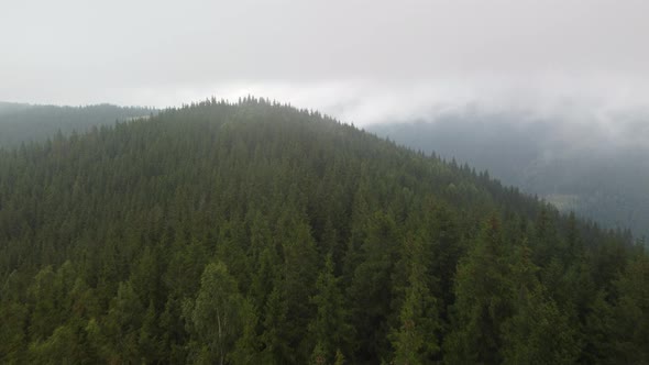 Flight Over the Green Spruce Forests in the Mountains in Summer alt