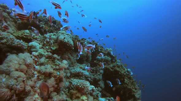 Coral Reef Marine alt