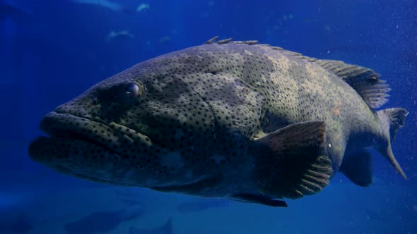 Close Up to a Huge Ugly Grouper Fish Under the Water by shimo11 | VideoHive