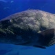 Close Up to a Huge Ugly Grouper Fish Under the Water - VideoHive Item for Sale