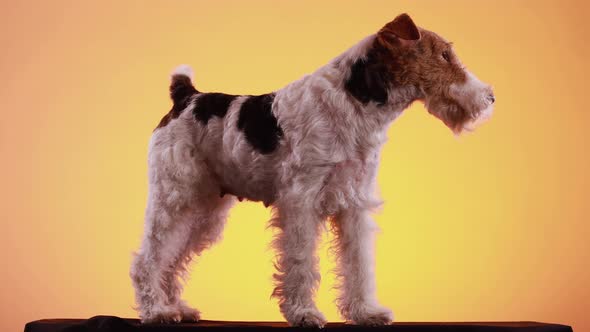 Fox Terrier Stands in Full Growth in the Studio on a Black Bedspread on a Yellow Orange Gradient alt
