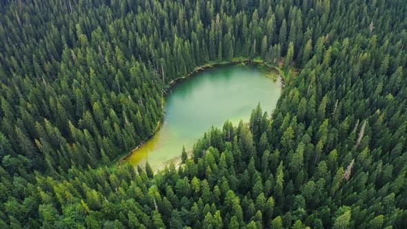 Fallen Old Pine Trees in Water on Mountain Lake  Zminje Jezero Montenegro alt