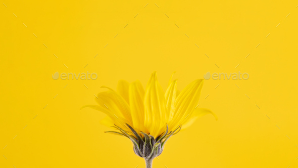 Yellow flower bud of topinambur on yellow background, top copy space, blurred yellow flower - Stock Photo - Images
