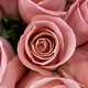 Pink Roses  - PhotoDune Item for Sale