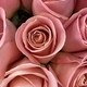 Pink roses  - PhotoDune Item for Sale