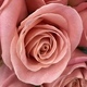 Pink Rose  - PhotoDune Item for Sale