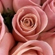 Roses  - PhotoDune Item for Sale